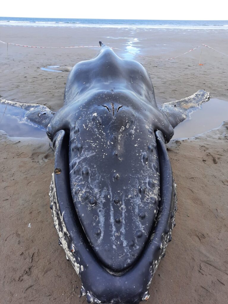 Encuentran una ballena yubarta varada en Comodoro Rivadavia