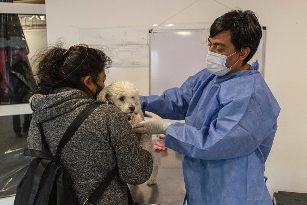 castración de mascotas