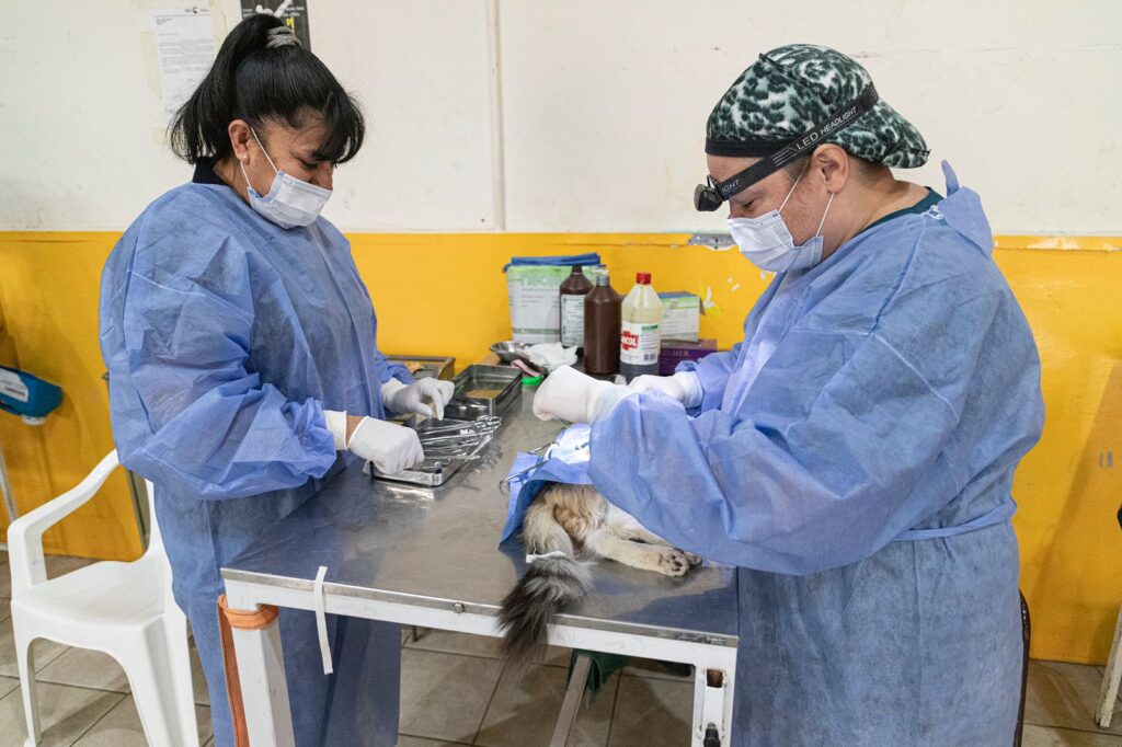 plan de esterilizacion canina y felina